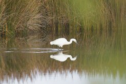 Aigrette garzette_737A1389 null