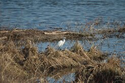 Aigrette garzette_737A7144 null