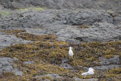 Aigrette garzette_7D1_3194 null