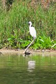 aigrette_garzette_07-2 null