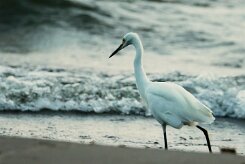 Garceta nívea (AIgrette neigeuse)_231115_3332-2 null