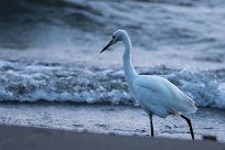 Garceta nívea (AIgrette neigeuse) Ometepe - Nicaragua