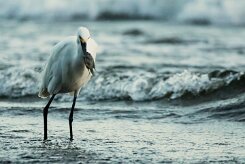 Garceta nívea (AIgrette neigeuse)_231115_3336-2 null
