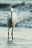 Garceta nívea (AIgrette neigeuse)_231115_3338-2 null