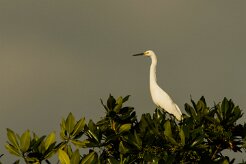 Garceta nívea (Aigrette neigeuse)_231118_3923-2 null