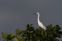 Garceta nívea (Aigrette neigeuse) Salinas Grande - Nicaragua