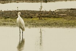 Garceta nívea (Aigrette neigeuse)_231119_4057-2 null