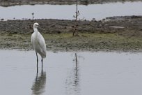 Garceta nívea (Aigrette neigeuse) Playa Hermosa - Nicaragua