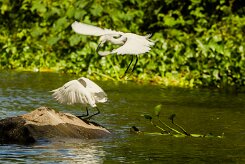 Garceta nívea (Aigrette neigeuse)_231127_4633-2 null