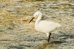 Garceta nívea (Aigrette neigeuse)_231208_6338-2 null
