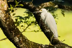 Garceta nívea (Aigrette neigeuse)_231208_6345-2 null