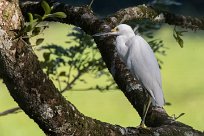 Garceta nívea (Aigrette neigeuse) Golfo Dulce - Costa Rica