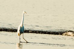 Garceta nívea (Aigrette neigeuse)_231212_5311-2 null