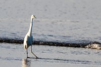 Garceta nívea (Aigrette neigeuse) Matapalo - Costa Rica