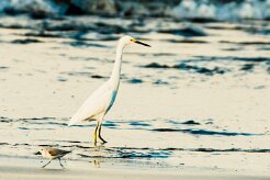 Garceta nívea (Aigrette neigeuse)_231212_5319-2 null