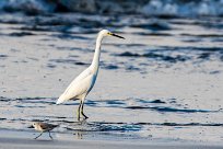 Garceta nívea (Aigrette neigeuse) Matapalo - Costa Rica