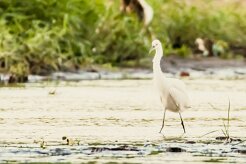 Garceta nívea (Aigrette neigeuse)_231213_5742-2 null