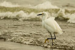 Garceta nivea (Aigrette neigeuse)_231114_3177-2 null