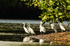 Garceta nivea (Aigrette neigeuse)_231118_3854-2 null