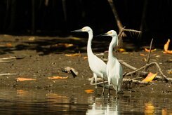 Garceta nivea (Aigrette neigeuse)_231118_3859-2 null
