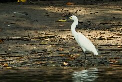 Garceta nivea (Aigrette neigeuse)_231118_3861-2 null