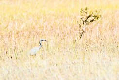 Slaty Egret (Aigrette vineuse)_x737A4101-2 null