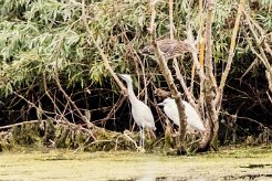Bihoreau gris - Aigrette garzette_7D1_3387 null
