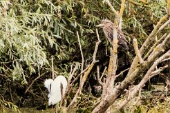 Bihoreau gris - Aigrette garzette_7D1_3412 null