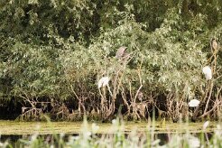 Bihoreau gris - Aigrette garzette_7D1_3661 null