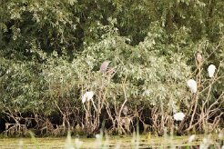 Bihoreau gris - Aigrette garzette_7D1_3662 null