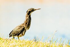 Dwarf Bittern (Blongios de Sturm)_737A3278-2 null