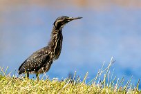 Dwarf Bittern (Blongios de Sturm) Du côté d'Omaruru