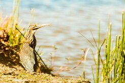 Dwarf Bittern (Blongios de Sturm)_737A3284-2 null