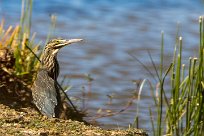 Dwarf Bittern (Blongios de Sturm) Du côté d'Omaruru