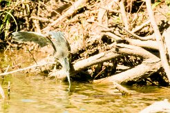 Dwarf Bittern (Blongios de Sturm)_737A3287-2 null