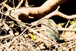 Dwarf Bittern (Blongios de Sturm)_737A3293-2 null
