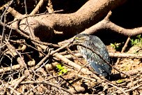 Dwarf Bittern (Blongios de Sturm) Du côté d'Omaruru