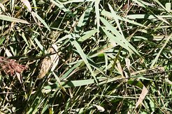 bongios_nain_02-2 null
