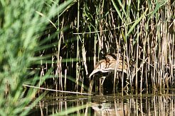 bongios_nain_03-2 null