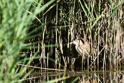 bongios_nain_04-2 null
