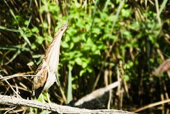bongios_nain_13-2 null