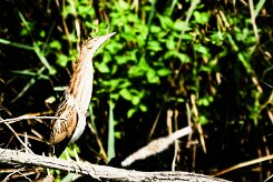bongios_nain_15-2 null