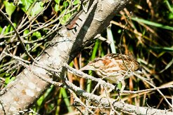 bongios_nain_16-2 null