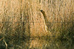 butor_etoile_01-2 null