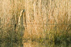 butor_etoile_03-2 null