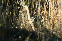butor_etoile_04-2 null
