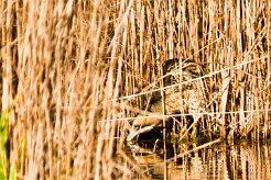butor_etoile_05-2 null