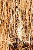 butor_etoile_06-2 null