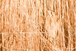 butor_etoile_08-2 null