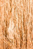 butor_etoile_10-2 null